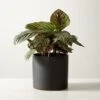 Live Calathea Ornata Pinstripe Plant 6" In Black Ceramic Pot