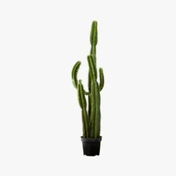 Potted Faux Cardón Cactus 5' -Home Furnishing Shop PottedCactus60AV2S17
