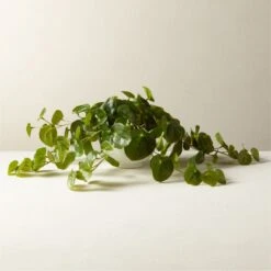 Potted Coin Plant 8"