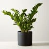Live Zanzibar Gem ZZ Plant 6" In Black Ceramic Pot -Home Furnishing Shop ZanzibarGemZzPlntBkPt6inSHF22
