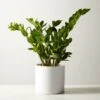 Live Zanzibar Gem ZZ Plant 6" In White Ceramic Pot 1 Live Zanzibar Gem ZZ Plant 6" In White Ceramic Pot -Home Furnishing Shop ZanzibarGemZzPlntWtPt6inSHF22