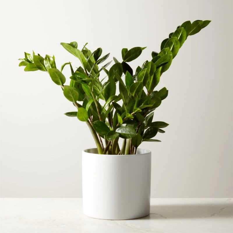 Live Zanzibar Gem ZZ Plant 6" In White Ceramic Pot 3 Live Zanzibar Gem ZZ Plant 6" In White Ceramic Pot